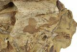 Sandstone With Triceratops Jugal, Tendon & Bone - Wyoming #227967-2